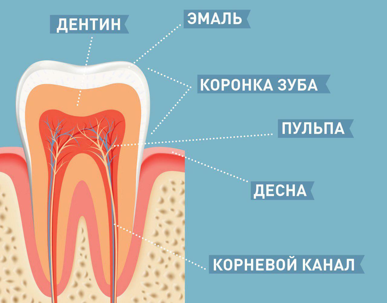Строение зуба дентин анатомия
