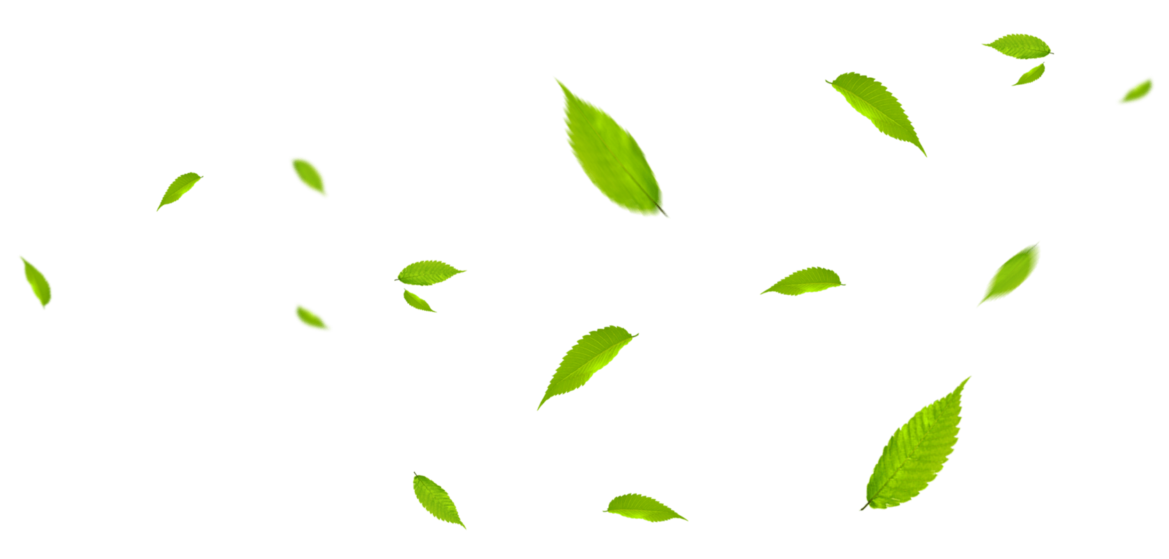 Зеленые листья летят