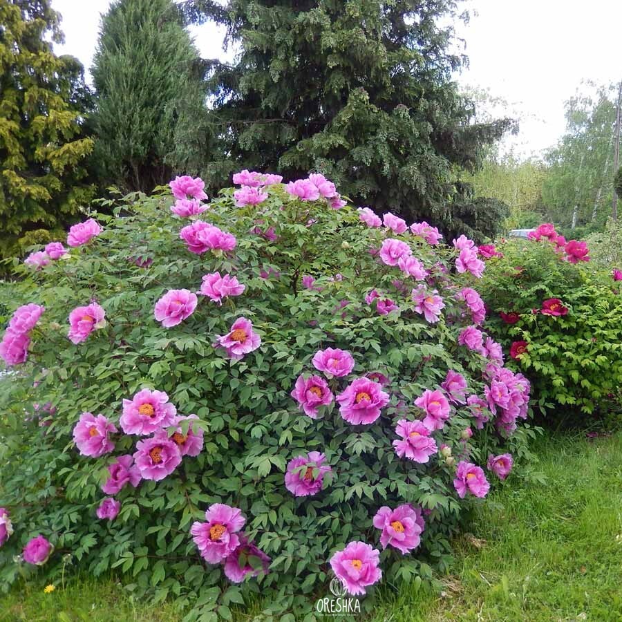 Paeonia suffruticosa Tree Peony seeds mix colors