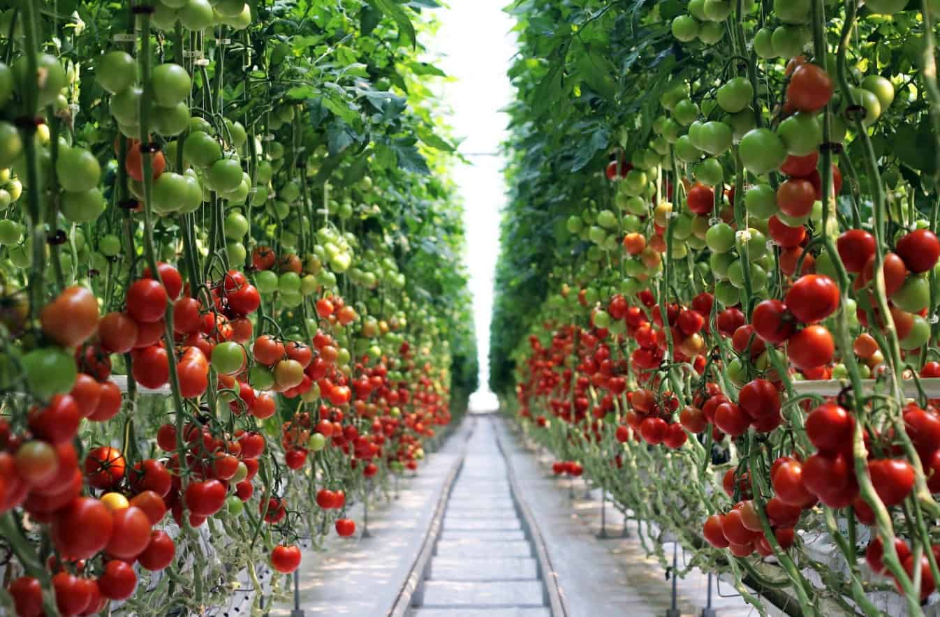 Гидропоника семена томатов заменитель марихуаны купить