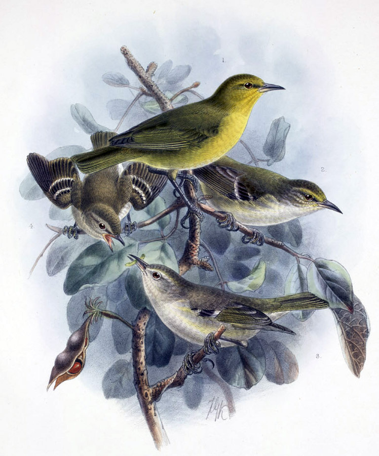 Пестрокрылая алауахио (Paroreomyza maculata)