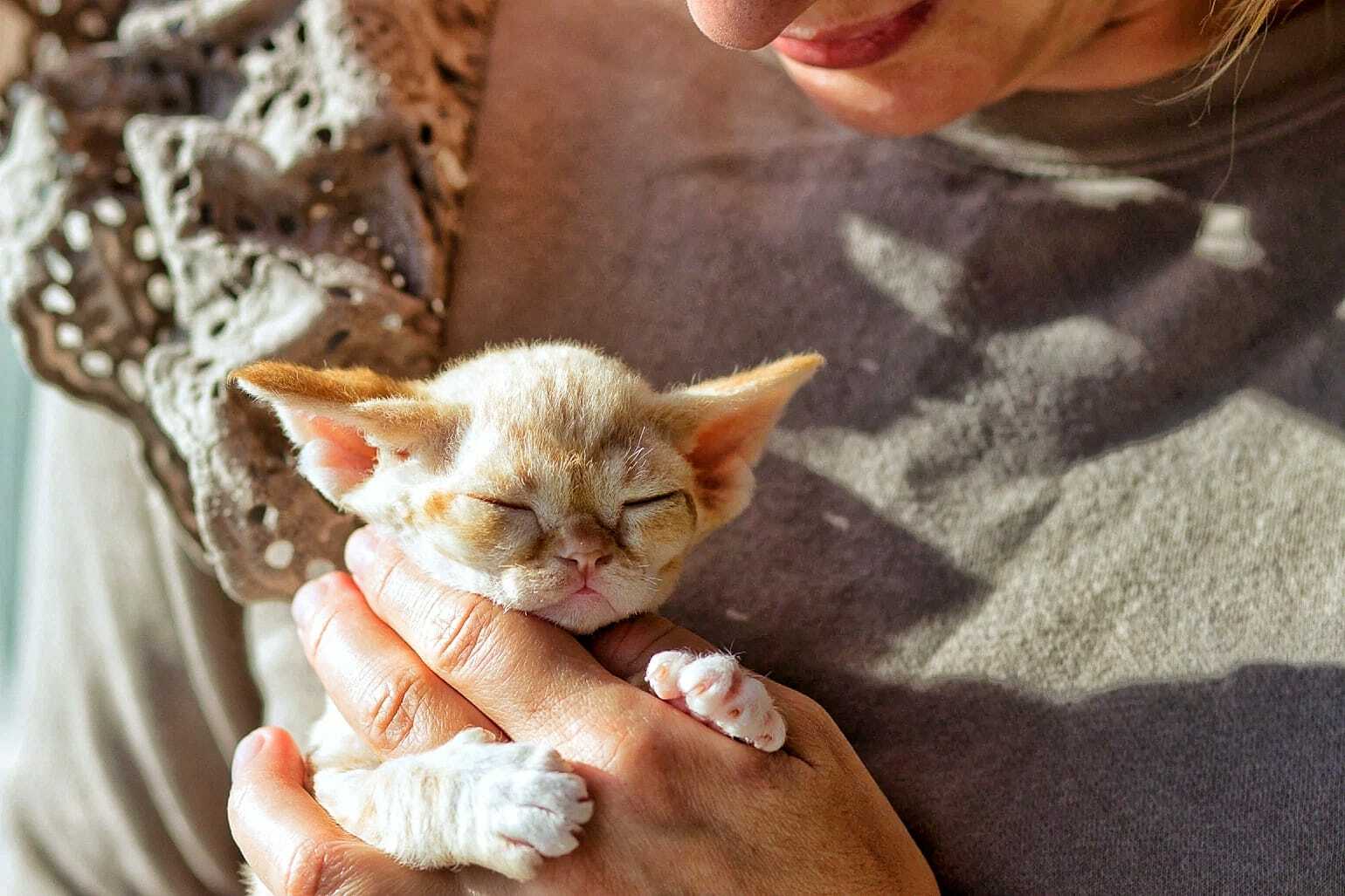 Котенок девон-рекс