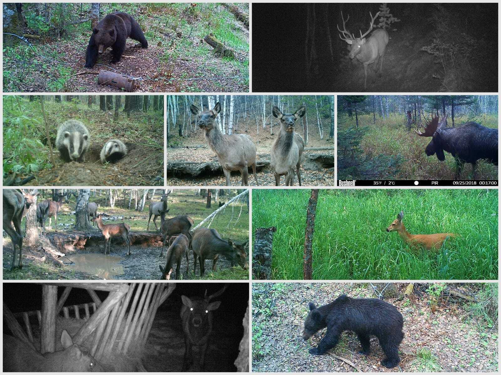 Видео Байкальского заповедника