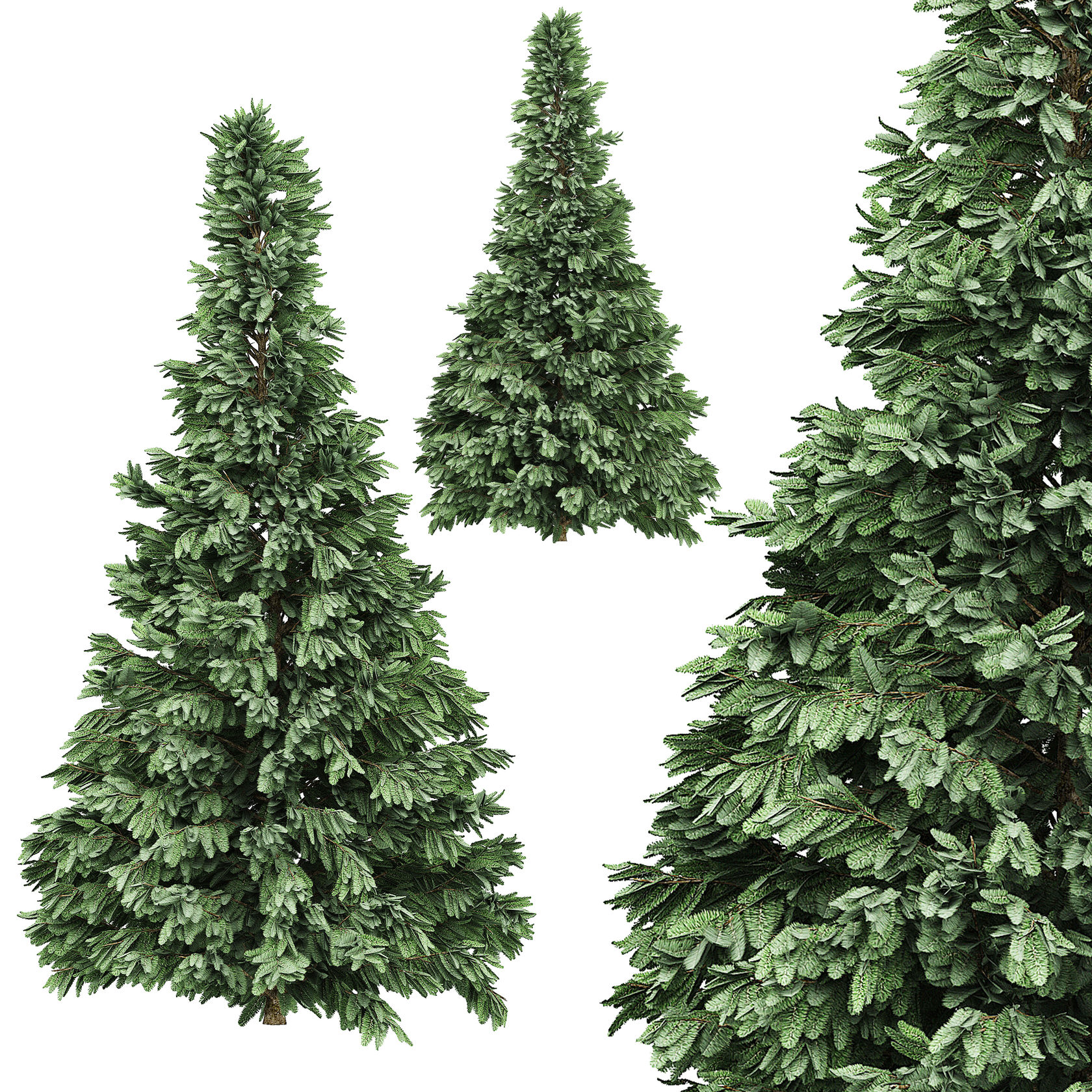 Ель 1 5. Ель 4. Spruce. 24 Tree PC.