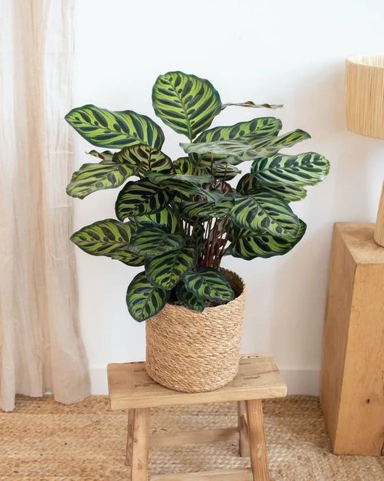 Potted plant on wooden shelf