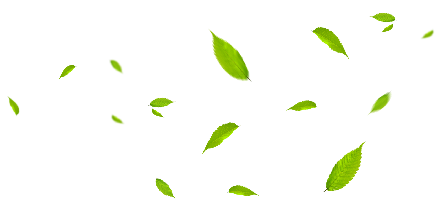 Летящие листья чая. Зеленые листья на прозрачном фоне. Листочек свежесть. Flying green leaves. Листья партикл.