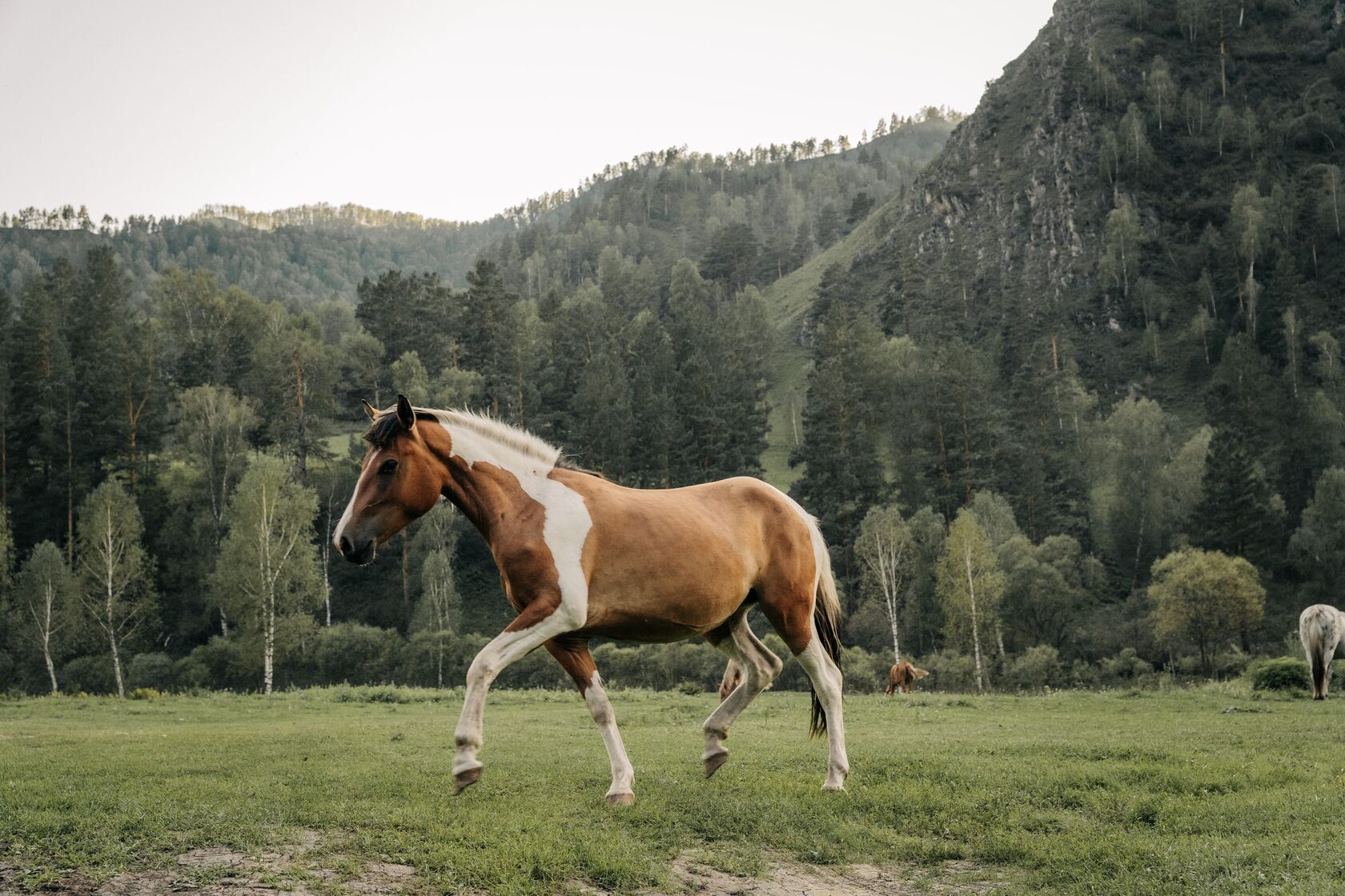 Pinto horse on mountain pasture