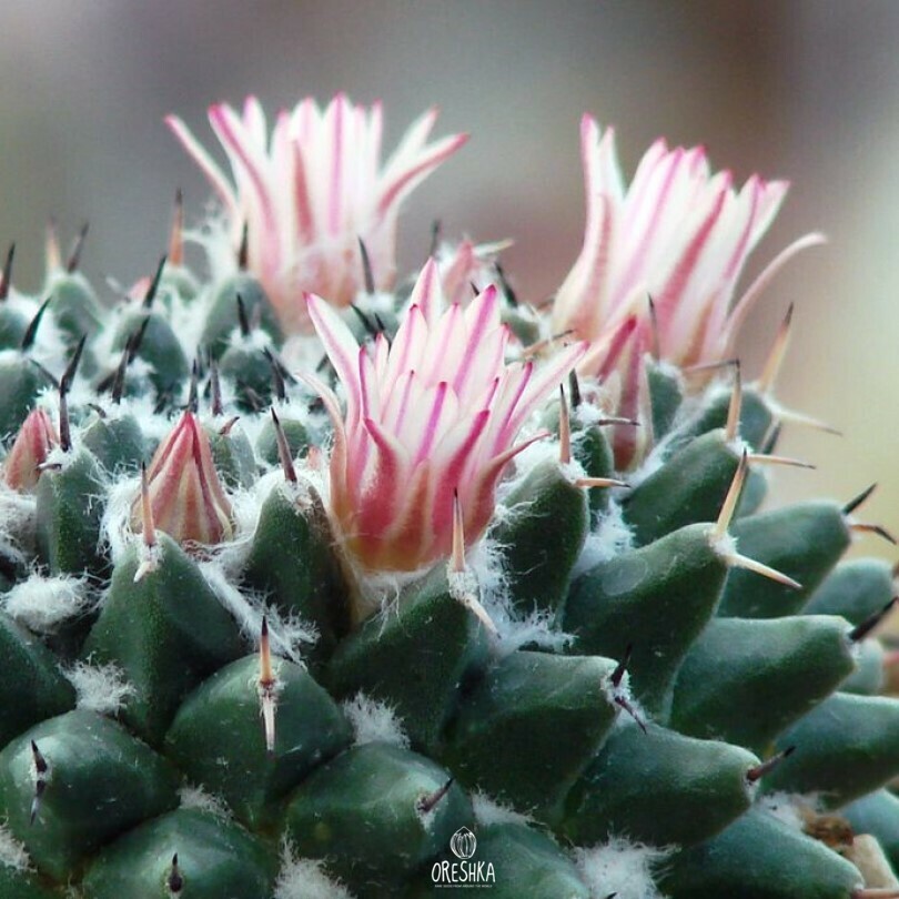 Seeds of Cactus Mammillaria pseudocrucigera P 491 (Mammillaria pseudocrucigera P 491) — 10 pcs