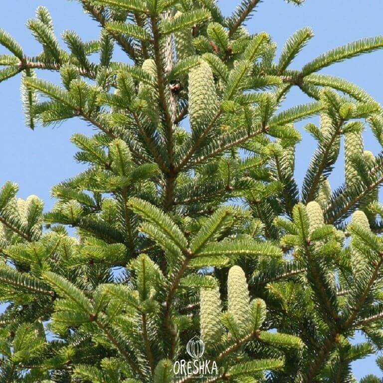 Seeds of Silver fir (Abies alba) — 10 pcs