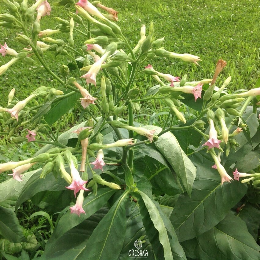 Seeds of Tobacco Virginia (classic) (Nicotiana tabacum) — 300 pcs