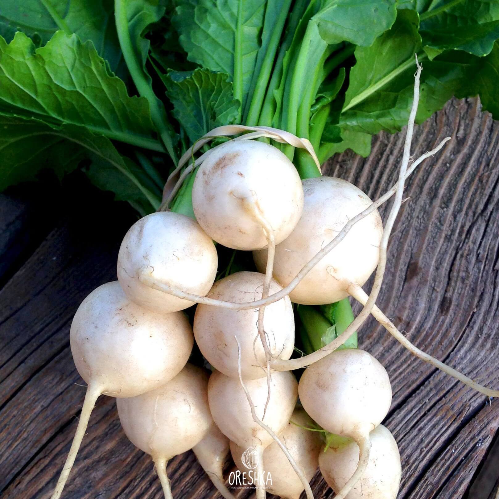 Seeds of Turnip Geisha (Brassica rapa) — 50 pcs