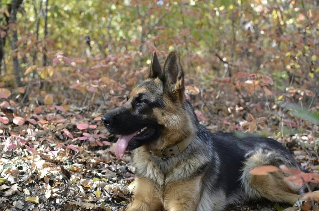 Немецкая овчарка