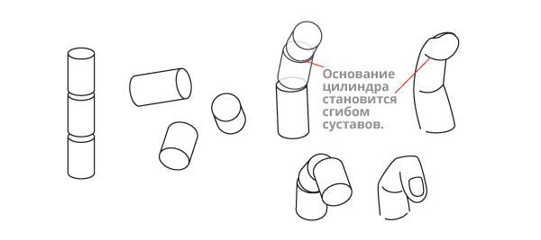 Как правильно рисовать член