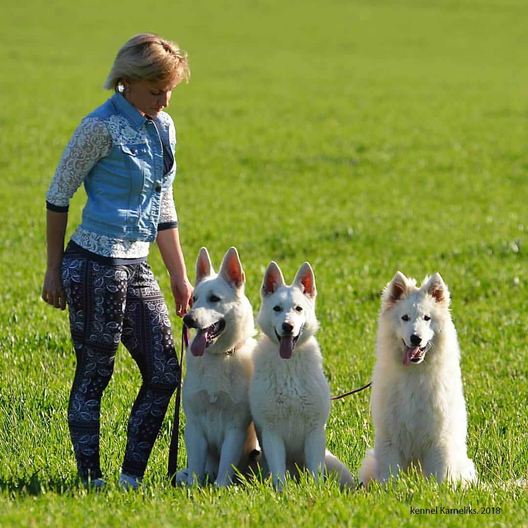 Белая Швейцарская Овчарка Купить Москва