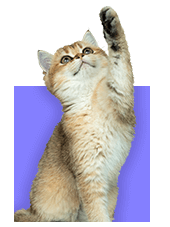 Кот в офисе