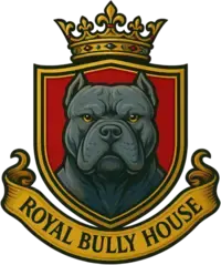 Питомник американских булли Royal Bully House