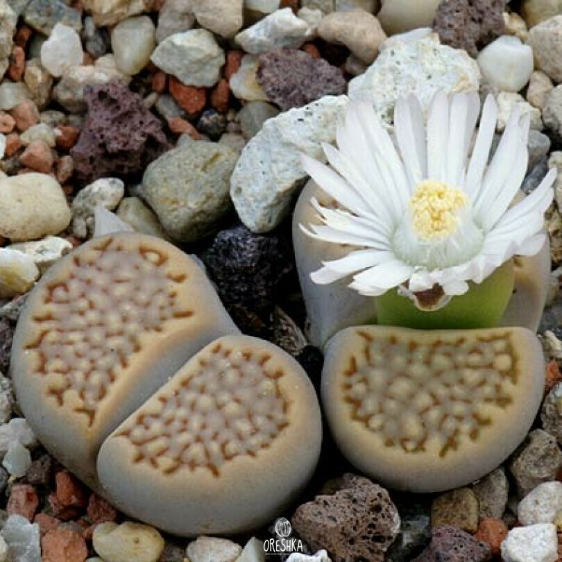 Seeds of Succulent Lithops hallii C 375 (Lithops hallii C 375) — 10 pcs