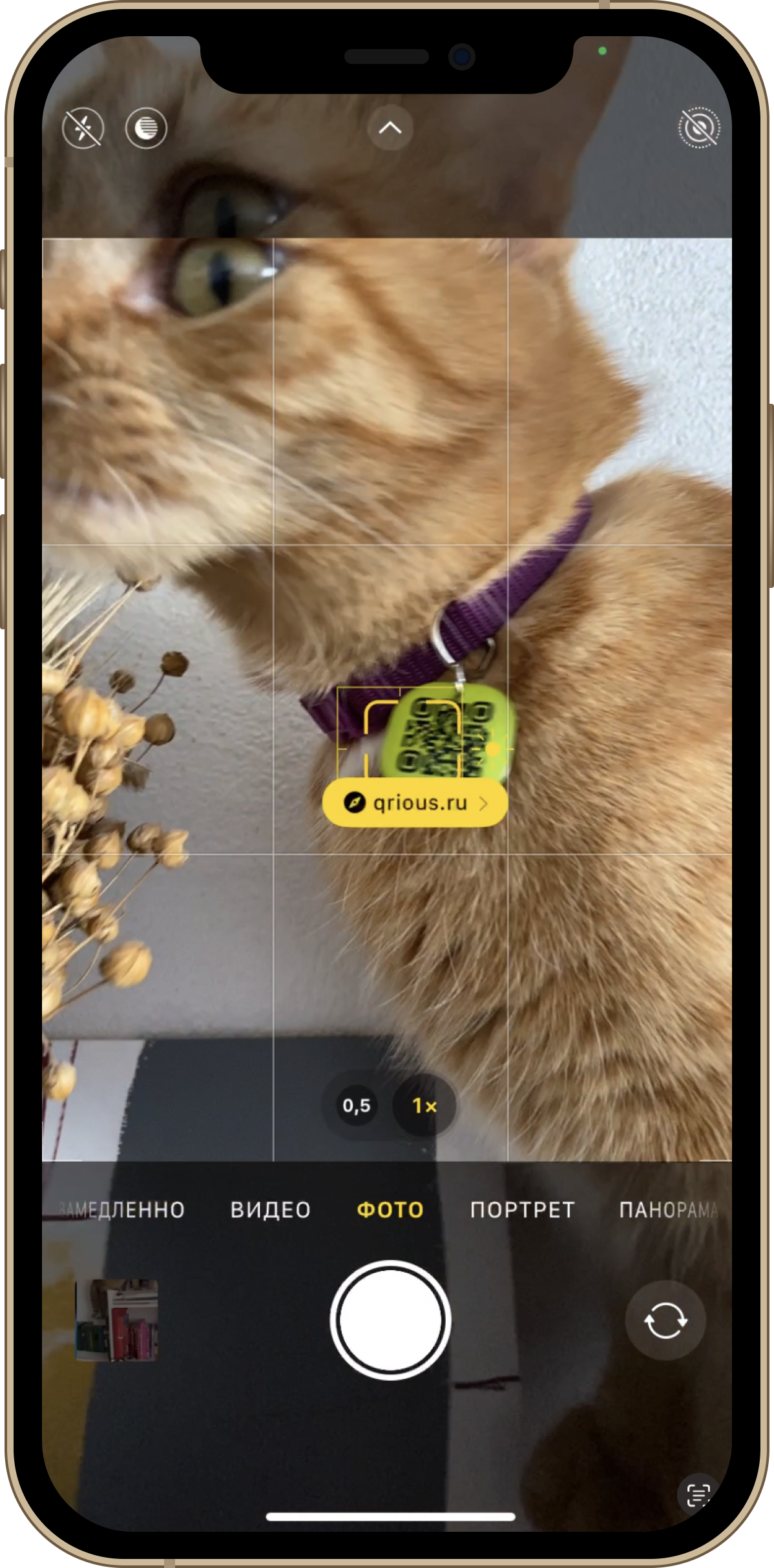 Скриншот мобильного телефона в тот момент, когда сканируют QR-код на адреснике для собаки