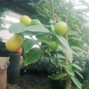 Лимоны Дома