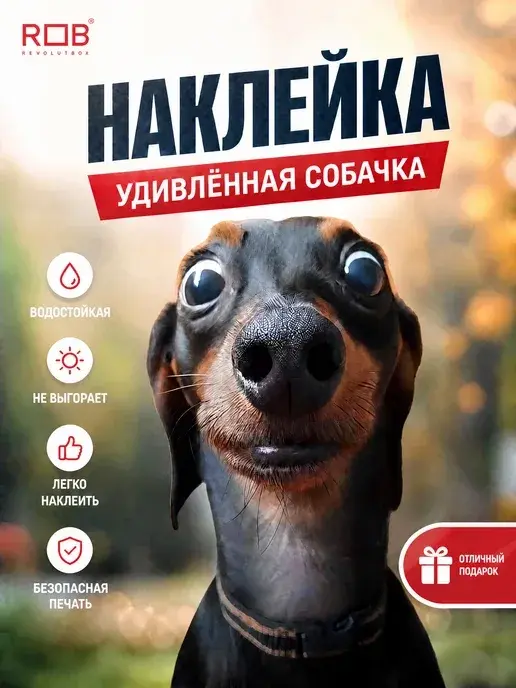 Интерьерная наклейка «Удивлённая собачка» REVOLUTBOX
