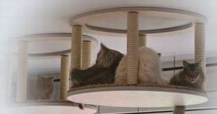 когтеточки комплексы