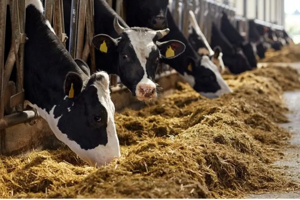 Advantages and disadvantages of different feeds for cattle