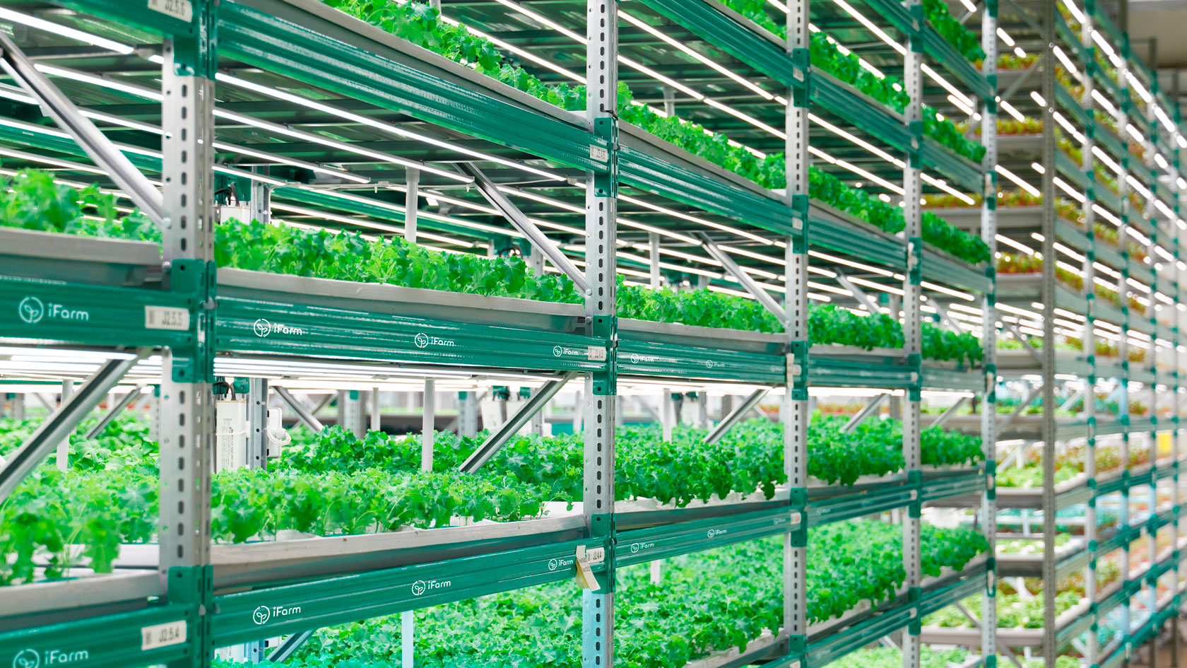 Grow Leafy Greens and Salads with Vertical Farming Technologies by ...
