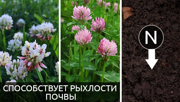 Клевер растение компаньон для разрыхления почвы 