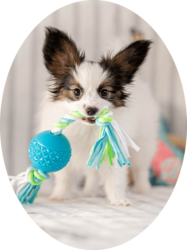 щенок папийона