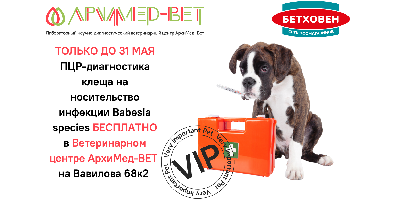 Собаку укусил клещ, что делать?