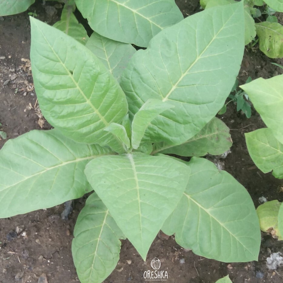 Seeds of Tobacco silver river (Nicotiana tabacum) — 300 pcs
