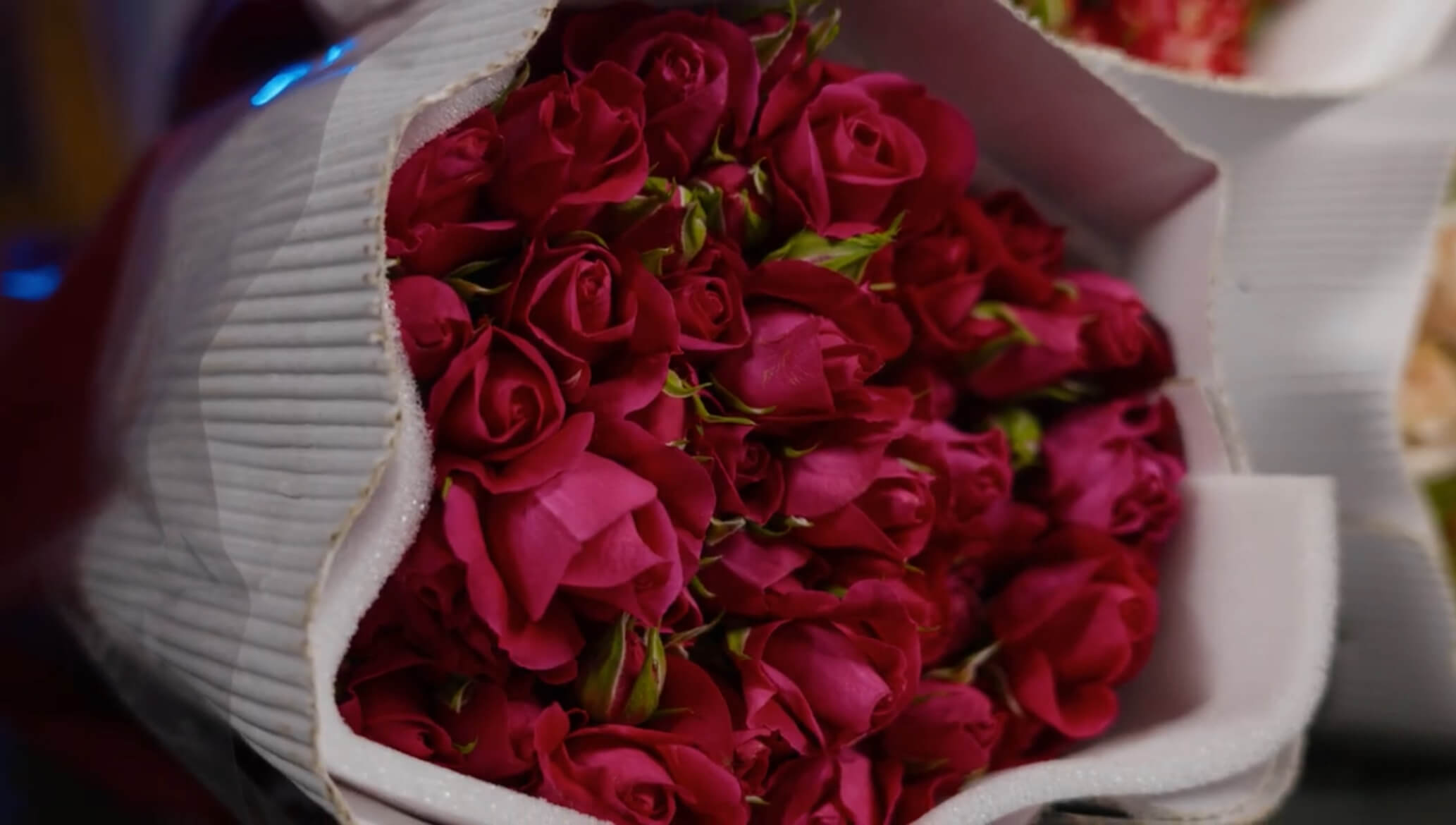 Малиновая роза