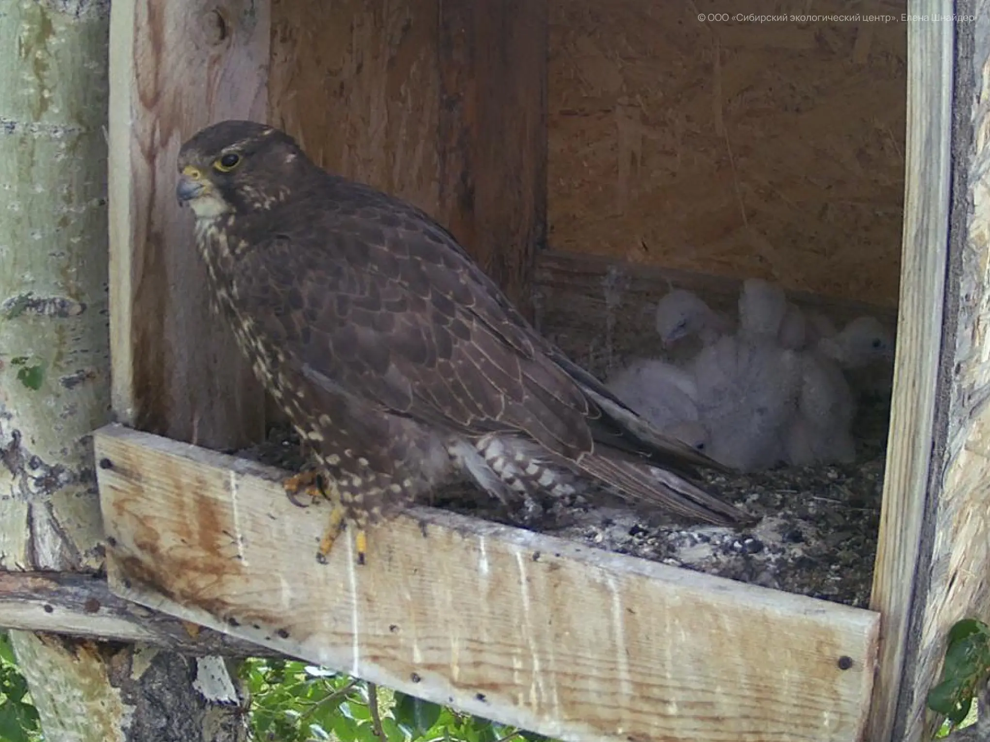 © ООО «Сибирский экологический центр», Елена Шнайдер