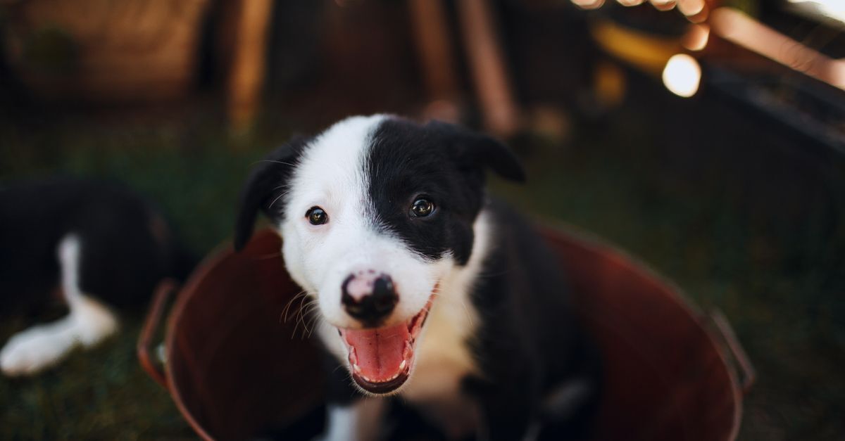 Щенок в питомнике