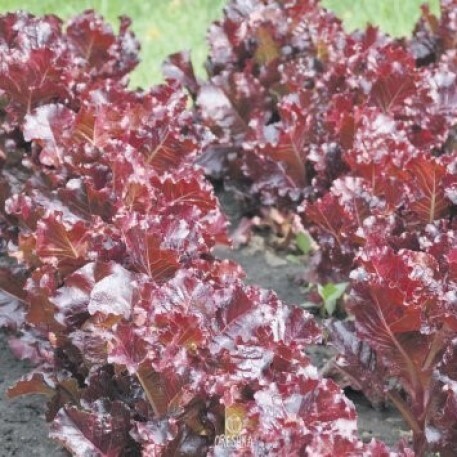 Seeds of Lactuca sativa Cherry haze (Lactuca sativa) — 100 pcs
