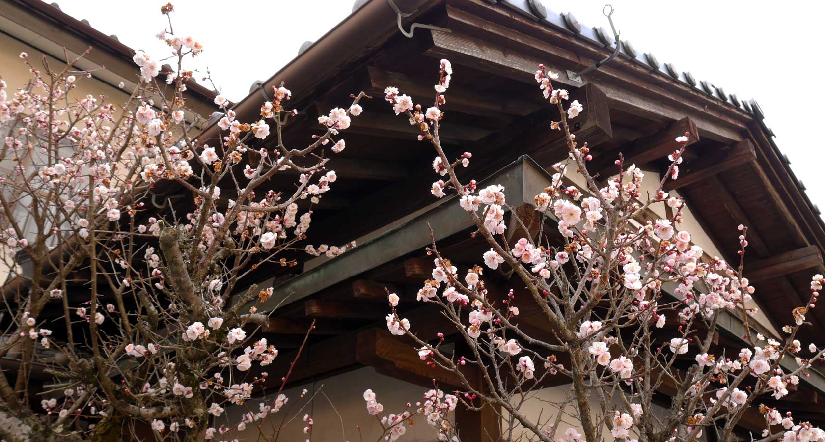 цветущая сакура на курорте юфуин япония