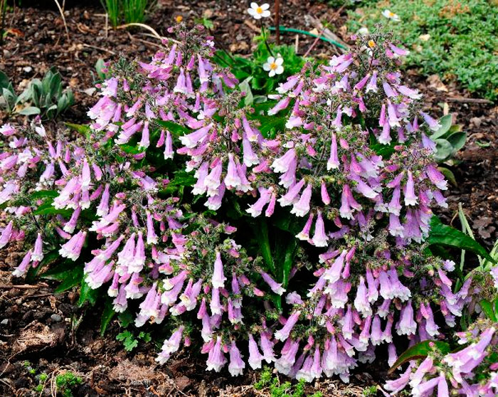 Penstemon Pygmy