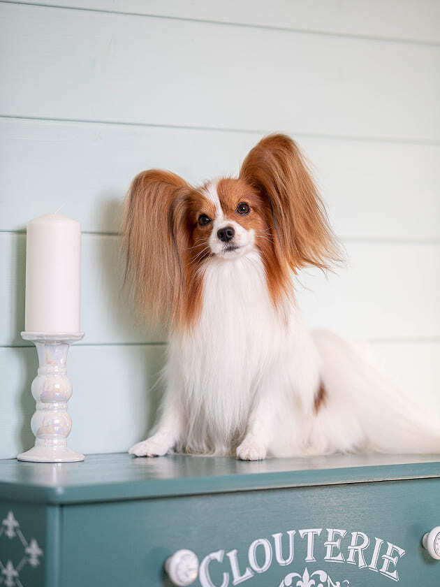 папийон Monarch Person