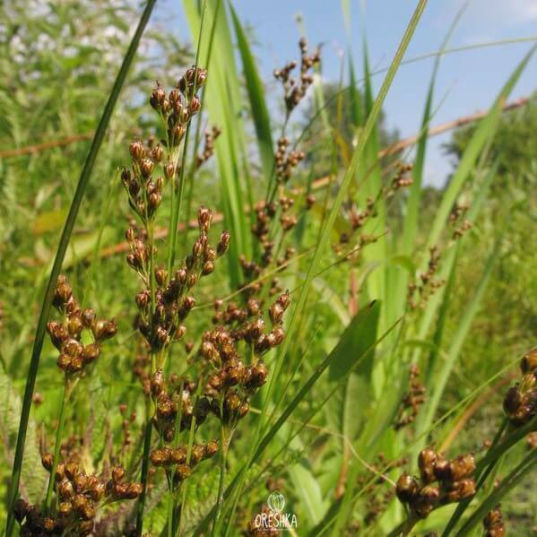 Seeds of Roundfruit rush (Juncus compressus Jacq) — 100 pcs