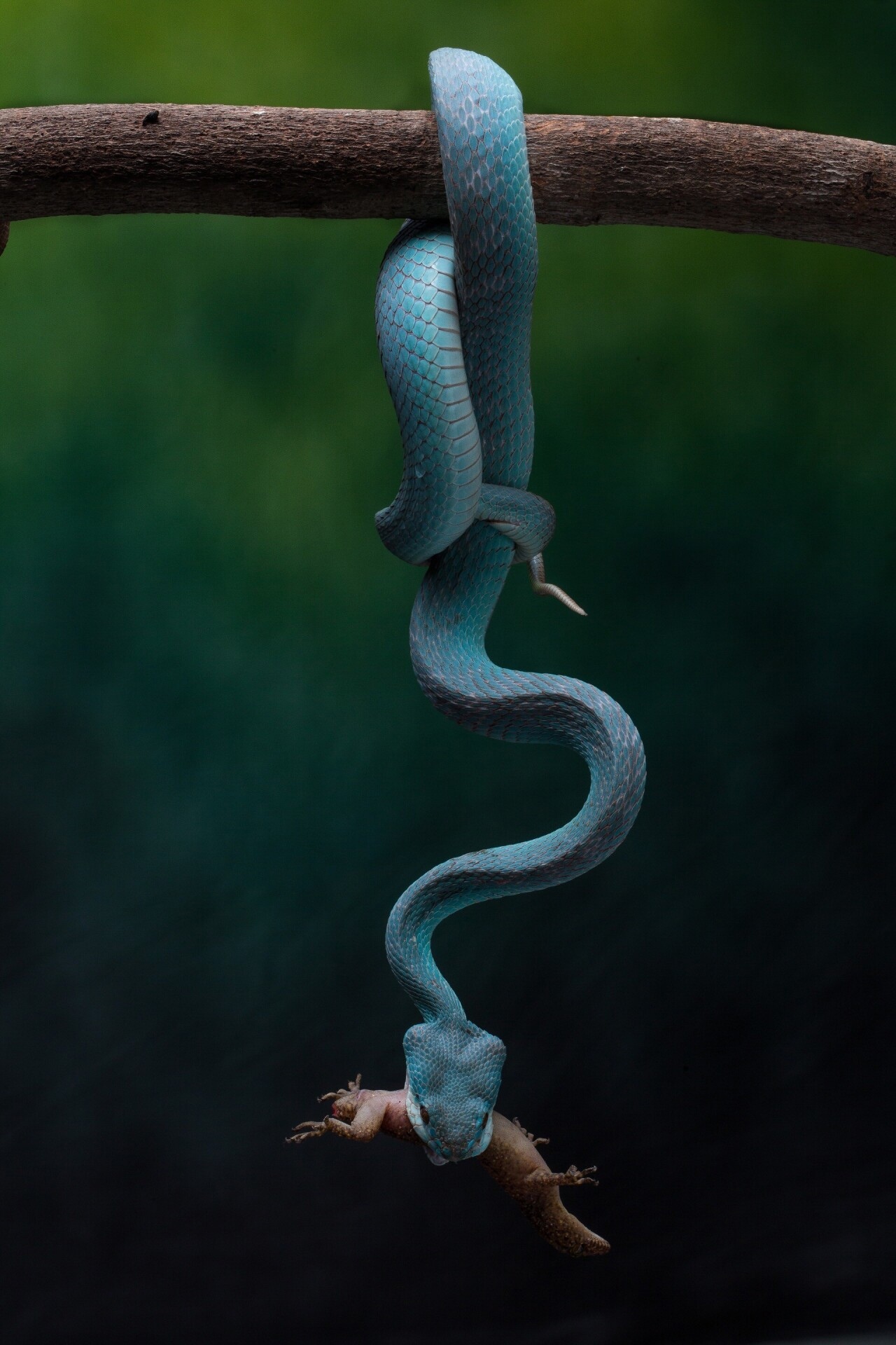 Финалист в категории «Мир природы», 2021. Смертоносная голубая гадюка в Индонезии. Автор Робин Йонг.