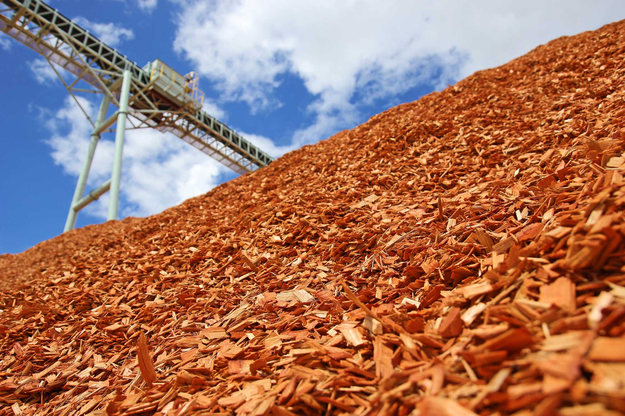 Wood chips. Chip pile for Pulp Mill.