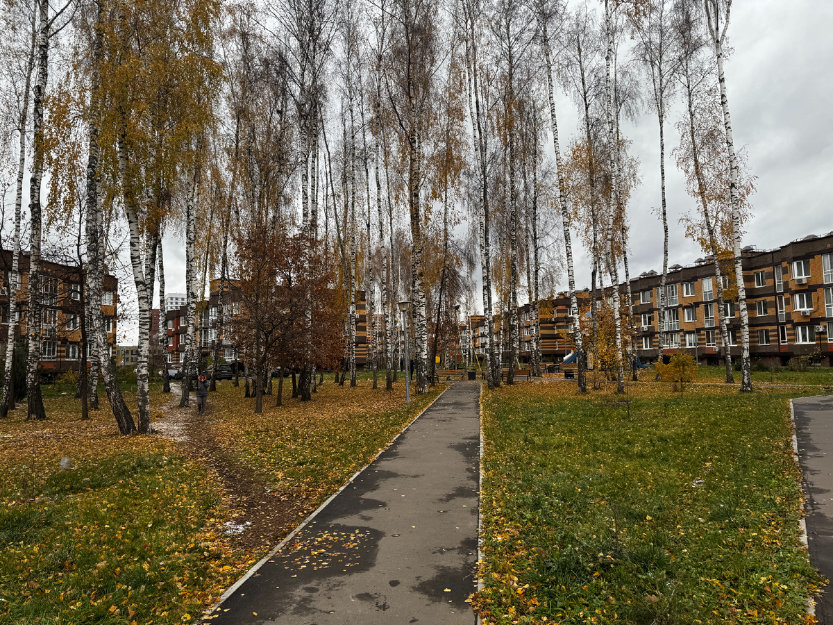 Берёзы во дворе. Фото: Иван Исаков