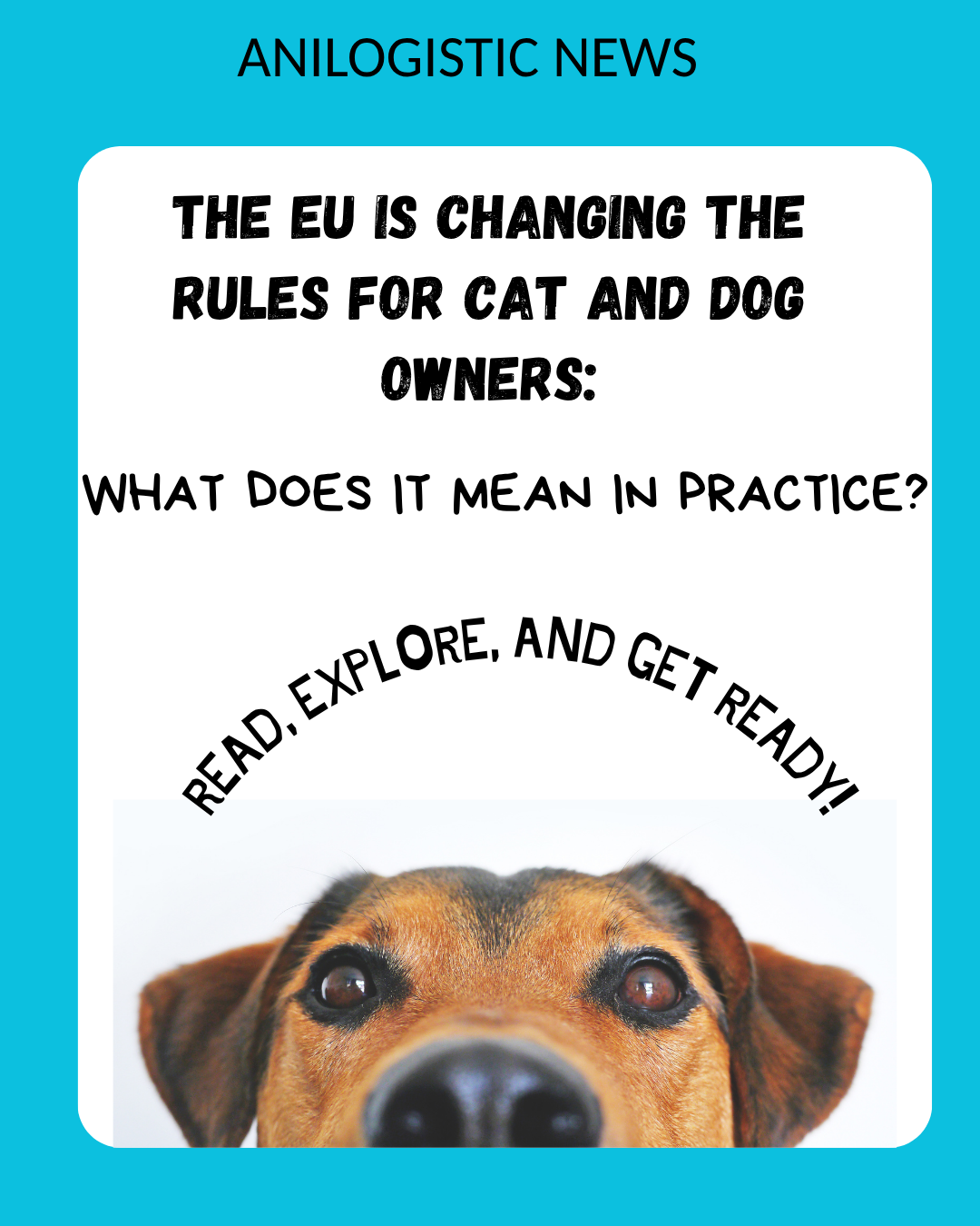 Infographic: new EU rules for pet registration, microchipping, and animal transport