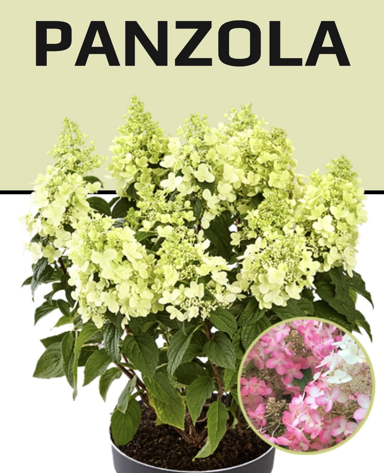 Гортензия Panzola