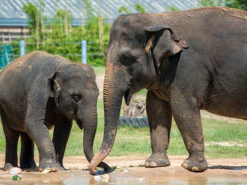 экскурсия След Тигра