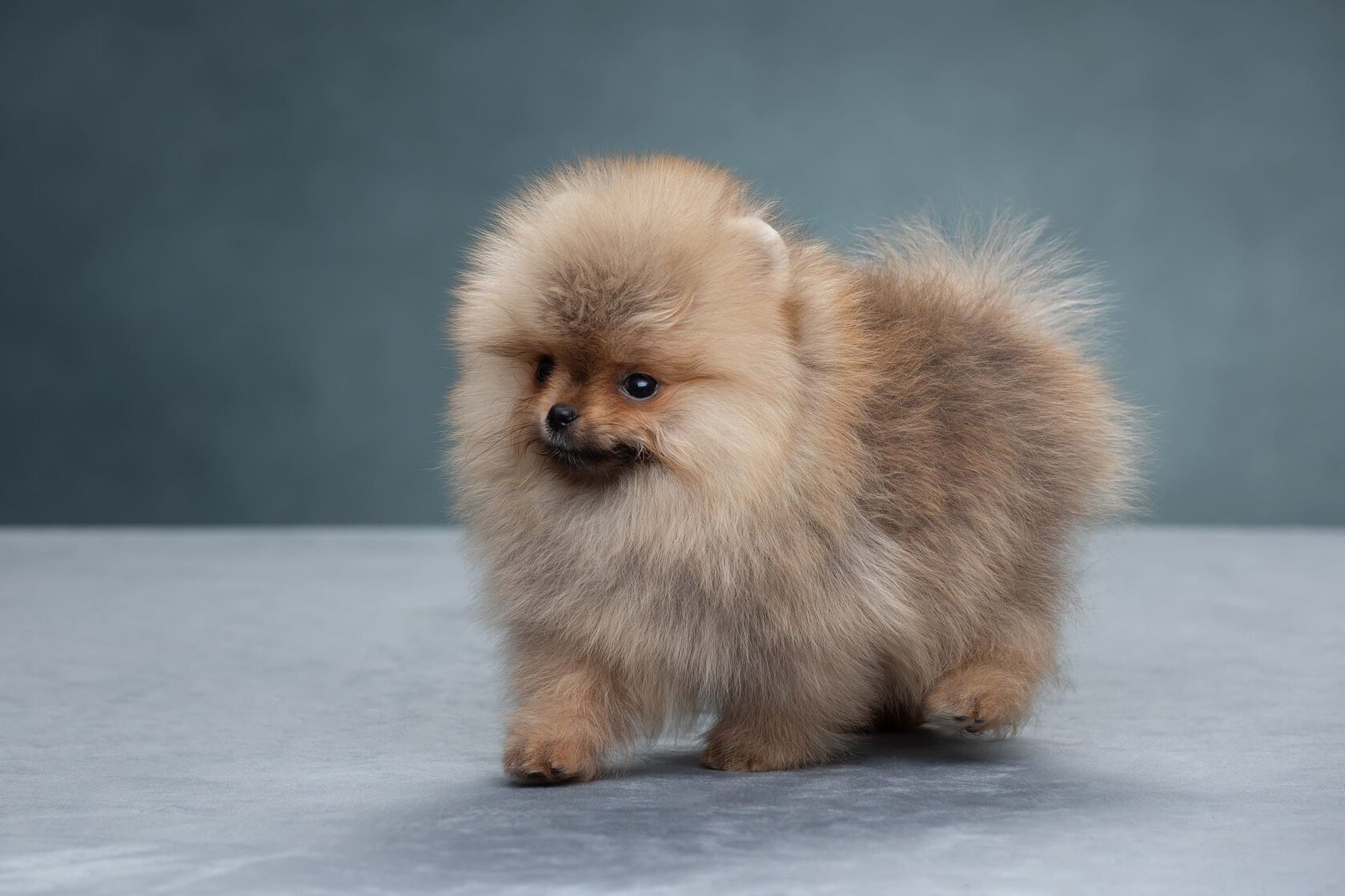 щенок шпица