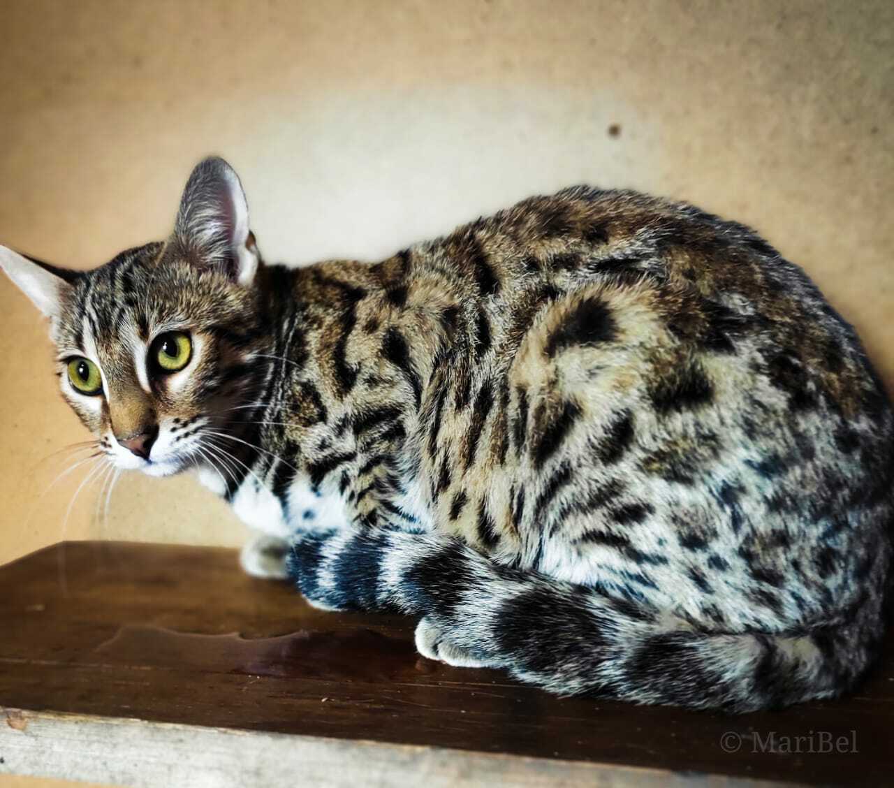 Алк ф1 кот