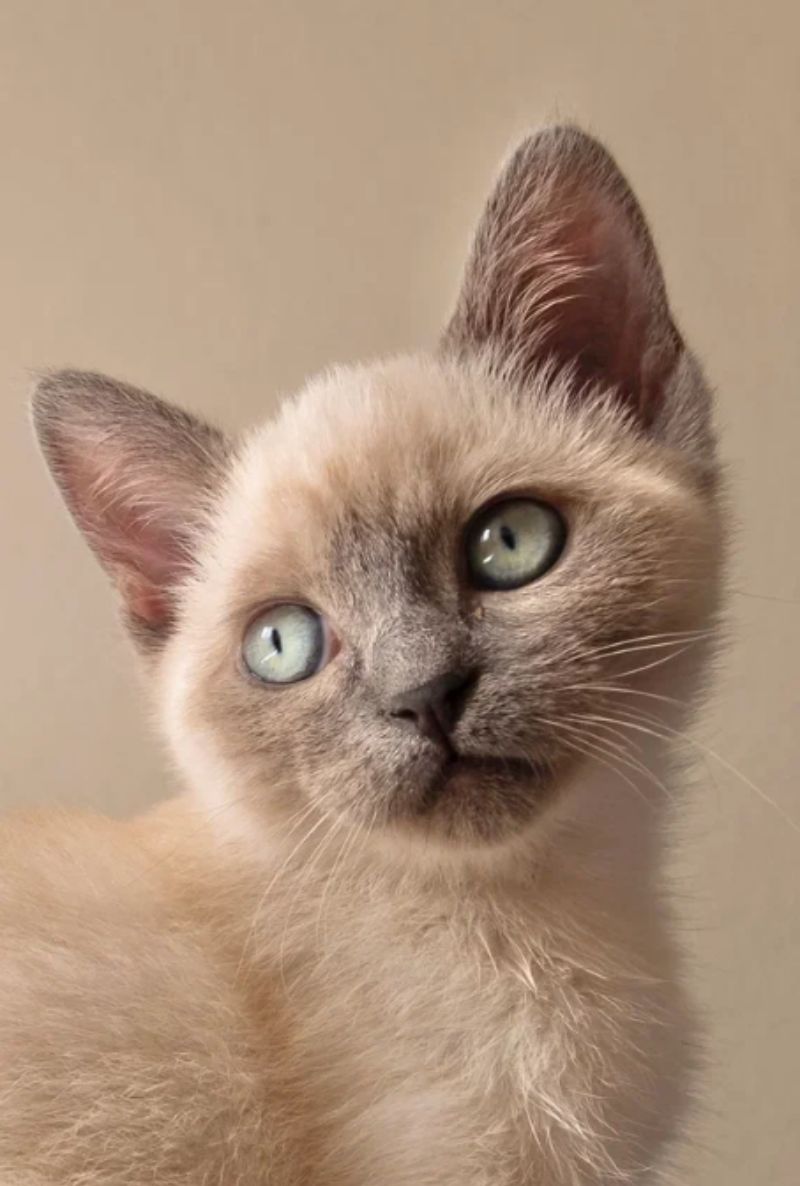 Котенок