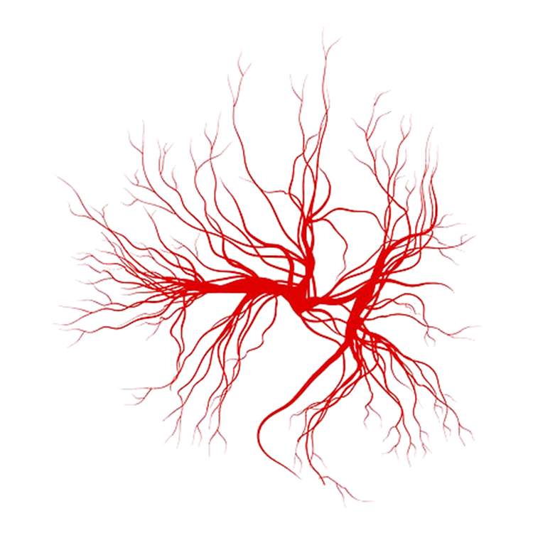 Красный вен. Сосуды на белом фоне. Артерии на белом фоне. Красные кровеносные сосуды. Кровеносные сосуды на белом фоне.