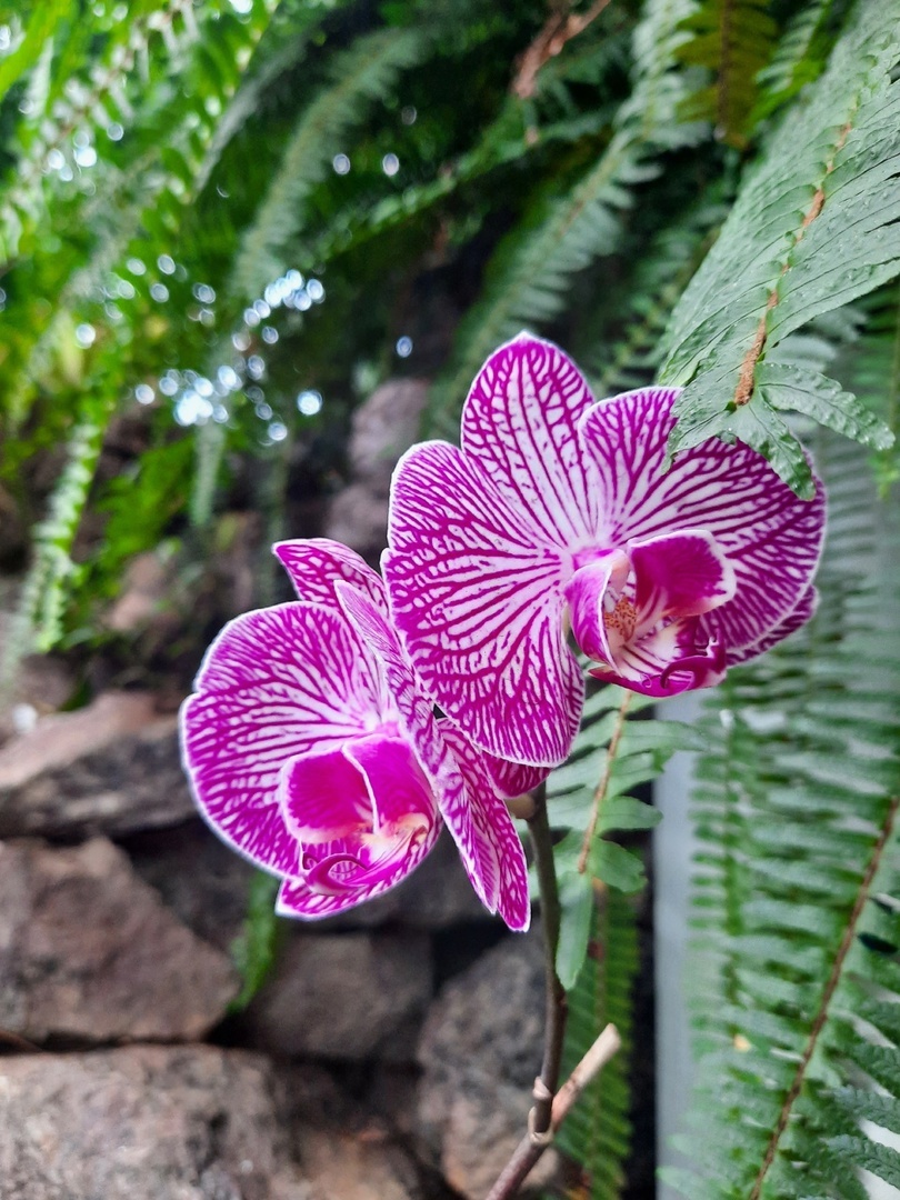 Орхидея в Ботаническом саду КемГУ